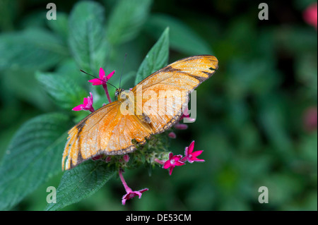 Julia Butterfly (Dyras iulia), Monteverde, provincia de Puntarenas, Costa Rica, Centroamérica Foto de stock