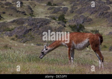 Wild guanaco (Lama guanicoe), pastoreo sobre una pradera, Cochrane, Región de Aysén, Patagonia, Chile, Sudamérica, América Latina Foto de stock