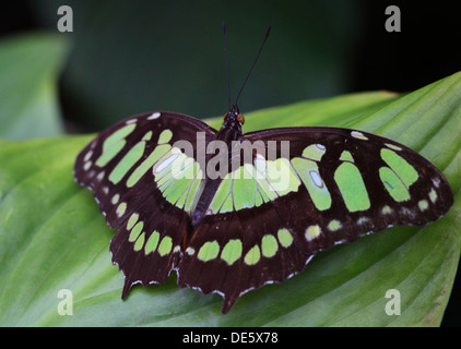 Hamm, Alemania, malaquita Butterfly sentado en una hoja Foto de stock