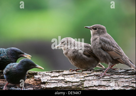 Dos estorninos europeos / Estornino Pinto (Sturnus vulgaris) polluelos mendigando comida para pájaros adultos en primavera