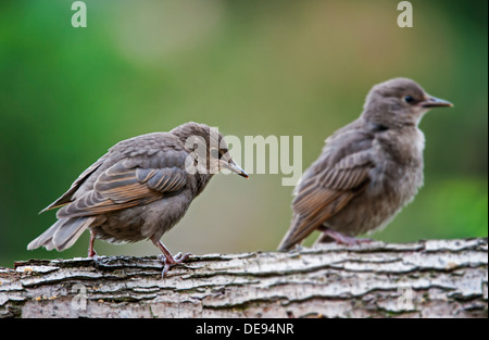 Dos estorninos europeos / Estornino Pinto (Sturnus vulgaris) polluelos encaramado en el árbol en primavera