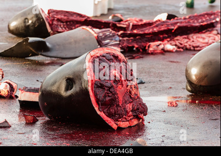 Caza tradicional de las ballenas piloto (Globicephala melas) en las Islas Feroe Foto de stock