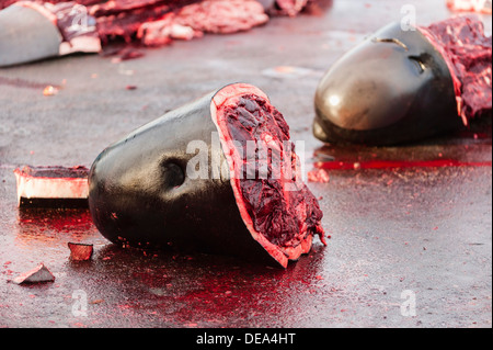 Caza tradicional de las ballenas piloto (Globicephala melas) en las Islas Feroe Foto de stock