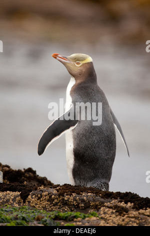 Y de los pingüinos de ojos amarillos (Megadyptes antipodes - o Hoiho, Curio bay, Isla del Sur, Nueva Zelanda Foto de stock