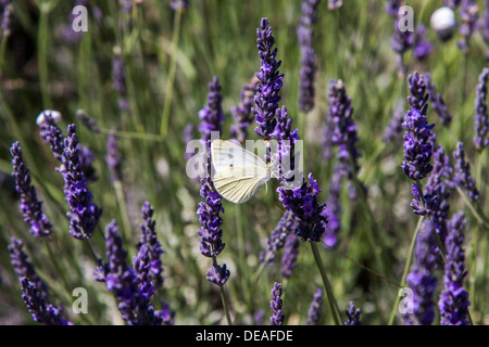 Nublado Apolo (Parnassius mnemosyne), mariposa sobre una flor de lavanda, Provenza, Gréoux-les-Bains