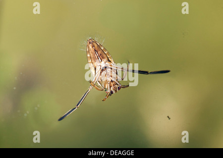 Backswimmer común (Notonecta glauca), parte ventral Foto de stock