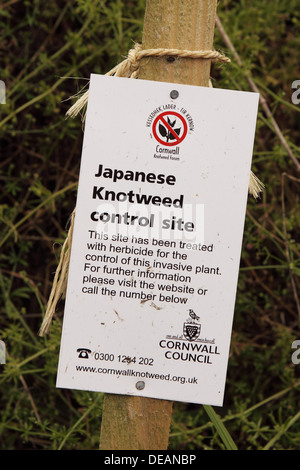 Knotweed japonés sitio control señal de advertencia en Cornualles, Inglaterra Foto de stock
