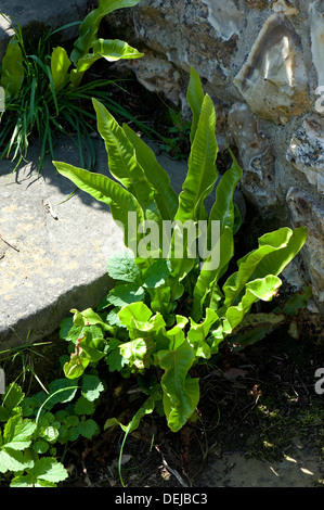 El Hart's-lengua, helecho Asplenium scolopendrium, creciendo con otras plantas entre pasos del jardín de piedra Foto de stock