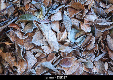 Escarcha en el Beech europeo caído hojas (Fagus sylvatica). El Parque Natural del Montseny. Barcelona. Cataluña. España.