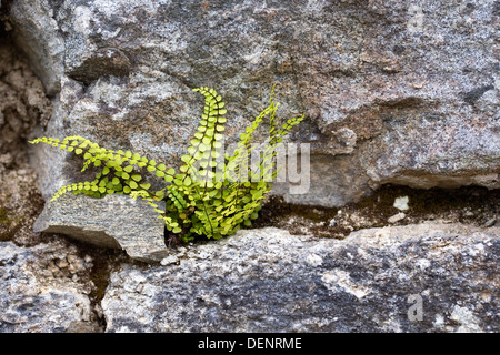 Asplenium trichomanes crece en un muro de granito. Maidenhair maidenhair. Foto de stock