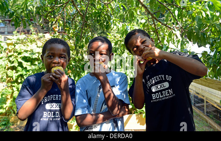 Los niños negros de New Haven comer duraznos orgánicos que recién cogidas de Common Ground High School Foto de stock