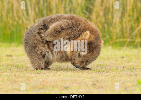 Wombat común Vombatus ursinus rascarse adultos fotografiados en Tasmania Foto de stock