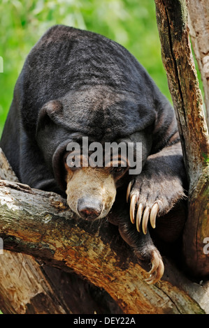 Sun Bear (Helarctos malaya, Ursus malayanus malayanus), nativa del Sudeste de Asia, en cautividad Foto de stock