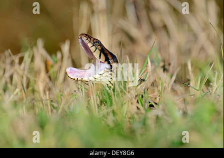 Bandas de Florida serpiente de agua (Nerodia fasciata pictiventris) con su boca abierta, Florida, Estados Unidos