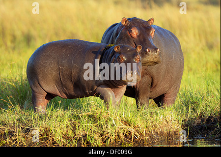 Los hipopótamos (Hippopotamus amphibius), el Parque Nacional Chobe, Noroeste, distrito de Kasane, Botswana