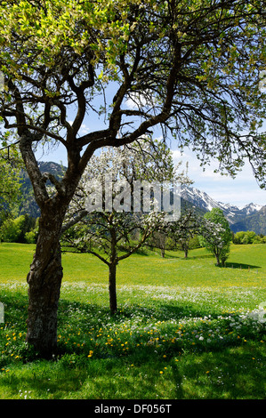 Prados de flores y árboles frutales en primavera, huertos, Hochkreuth Leitzachtal en el valle, cerca de Bayrischzell, Alta Baviera