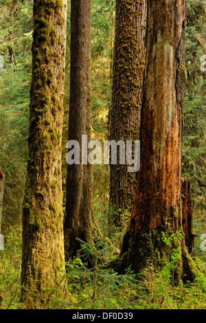 El abeto Douglas Pseudotsuga menziesi troncos de árboles en el bosque, Olympic NP Hoh Rainforest, Washington, EE.UU.