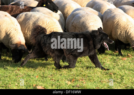 Hoppegarten, Alemania, Huetehund corre delante de un rebaño de ovejas.