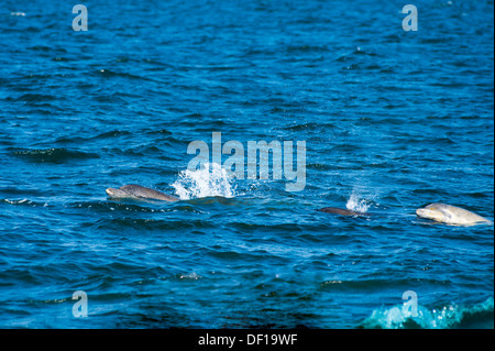 Delfines en el agua, tiro desde la orilla Foto de stock