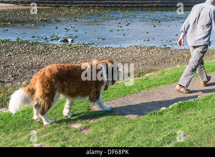 Bude, Cornwall, Inglaterra. El 27 de septiembre de 2013. Un perro San Bernardo y su dueño paseando junto al río Neet en Bude. Foto de stock