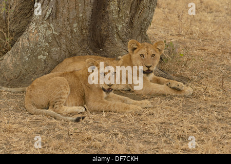 León (Panthera leo), Cubs, el Parque nacional Serengeti, el Parque Nacional de Serengueti, Tanzania Foto de stock