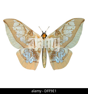 Digital 3D Render de una mariposa glasswing aislado sobre fondo blanco.