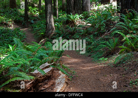 Secuoyas, Abetos, helechos y la línea trail en Oregon Trail Redwoods en el Bosque Nacional de Siskiyou cerca de Brookings, Oregon.