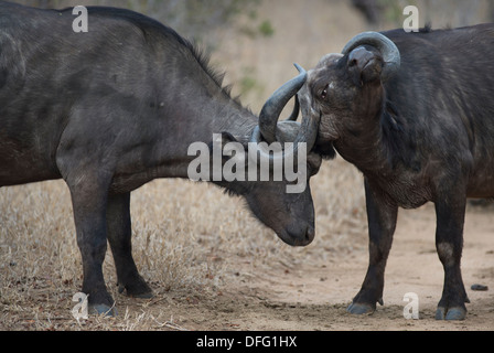 Cape buffalo lucha africana Foto de stock