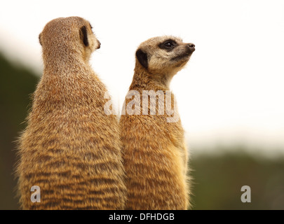 Una madre y su bebé suricata o disfrutar de las vistas. Foto de stock