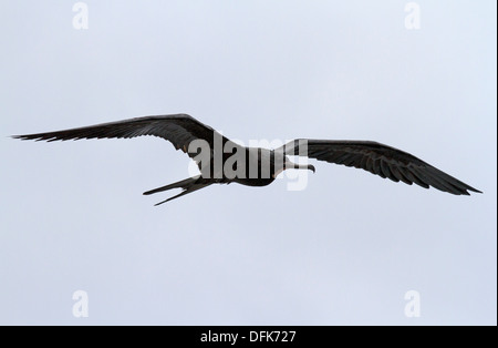 Gran ave en vuelo Foto de stock
