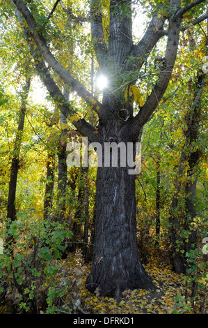 Gran álamo árbol en el bosque de otoño Foto de stock