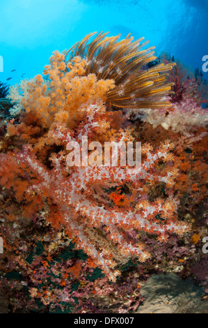 Coloridos corales blandos (Dendronephthya sp.) adornan las impresionantes arrecifes del sur de Raja Ampat, Papua Occidental, Indonesia. Foto de stock