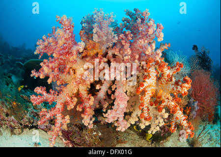 Coloridos corales blandos (Dendronephthya sp.) adornan un arrecife en Raja Ampat, Papua Occidental, Indonesia. Foto de stock