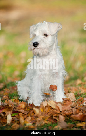 12 semanas de edad Cachorro Schnauzer miniatura en las hojas de otoño Foto de stock