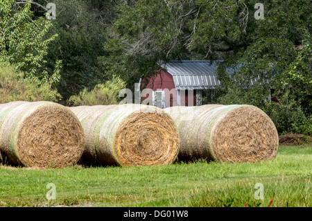 Gran Ronda los fardos de heno en el campo con la red barn o galpón en segundo plano.