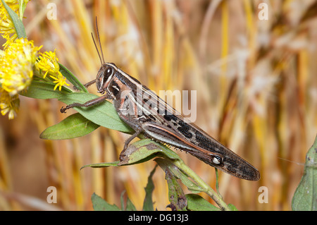 American Bird Grasshopper, Schistocerca americana, saltamontes, insectos Orthoptura Norteamericana Foto de stock