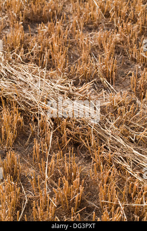 Ciervo rojo (Cervus elaphus), regular la pasarela permanente a través de la cosecha del cereal, reveló después de la cosecha. Nota lay de paja trillada . Foto de stock