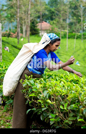 Mujer Tamil arrancarle las hojas de té, Dickoya, Hill Country, Sri Lanka, el Océano Índico, Asia Foto de stock