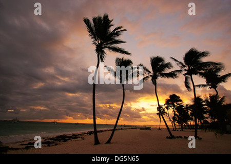 Siluetas de palmeras en una playa tropical al amanecer.