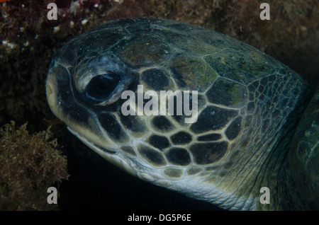 Cerca de la cabeza de la tortuga del mar verde Chelonia mydas subacuático