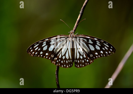 Mariposa tigre vidrioso oscuro en rama Foto de stock