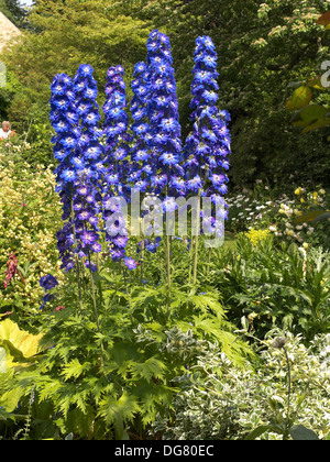 Guardian Delphinium Azul flores en garden border, Rutland, Inglaterra, Reino Unido. Foto de stock