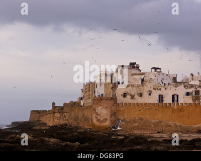 Bandadas de gaviotas vuelan encima de villa amurallada de Essaouira Marruecos al borde del mar Mediterráneo en Marruecos. Foto de stock