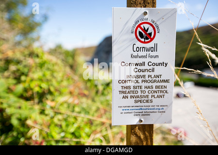 Un signo acerca de un programa de control Knotweed japonés en Santa Inés, Cornualles, en el Reino Unido. Foto de stock