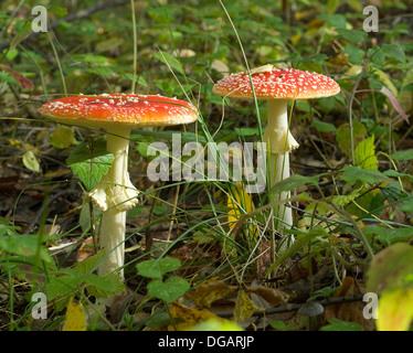 Toadstool venenosos en la hierba de otoño bosque Foto de stock