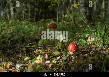 Toadstool venenosos en otoño de fondo forestal Foto de stock