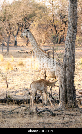 Jirafa angoleña ( Giraffa camelopardalis Angolensis ) la alimentación del bebé, el Parque Nacional Mosi oa Tunya, Zambia África