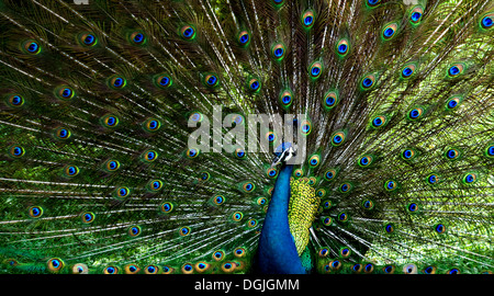 Un pavo real mostrando su plumaje.