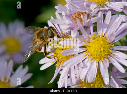 Drone fly, Eristalis tenax, tomando el néctar de una Michaelmas Daisy, Aster spp., flor en otoño Foto de stock