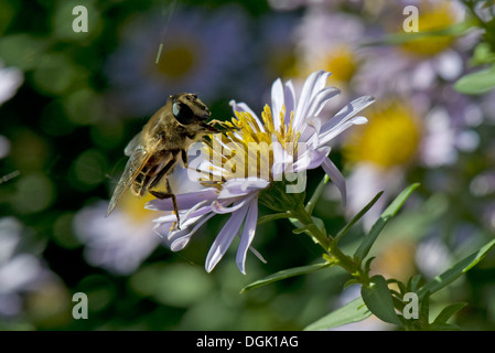Drone fly, Eristalis tenax, tomando el néctar de una Michaelmas Daisy, Aster spp., flor en otoño Foto de stock
